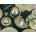 Rubber Expansion Plug Assortment 35Pcs - LP212